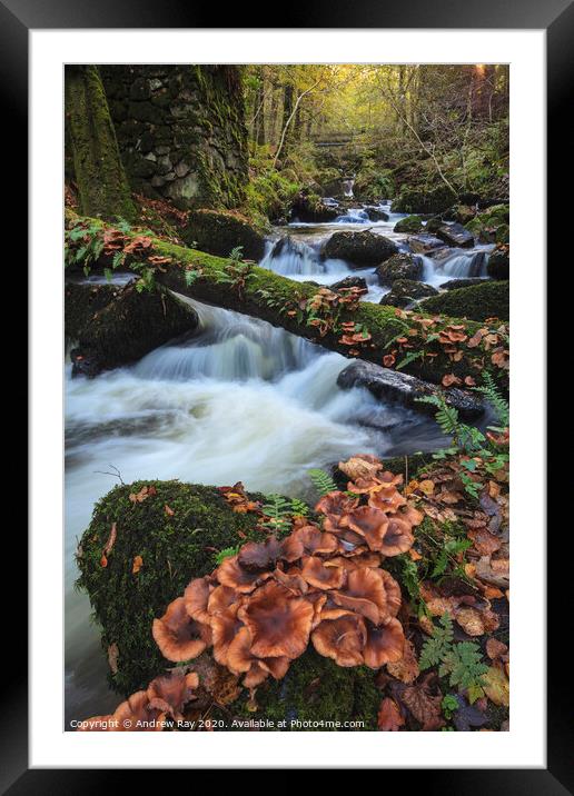 Fungi ay Kennall Vale Framed Mounted Print by Andrew Ray