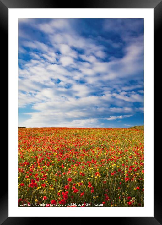 Poppy Fields (West Pentire) Framed Mounted Print by Andrew Ray