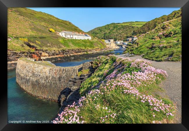 Thrift at Boscastle Framed Print by Andrew Ray