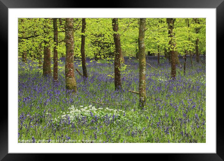 Belts Wood (Lanhydrock) Framed Mounted Print by Andrew Ray