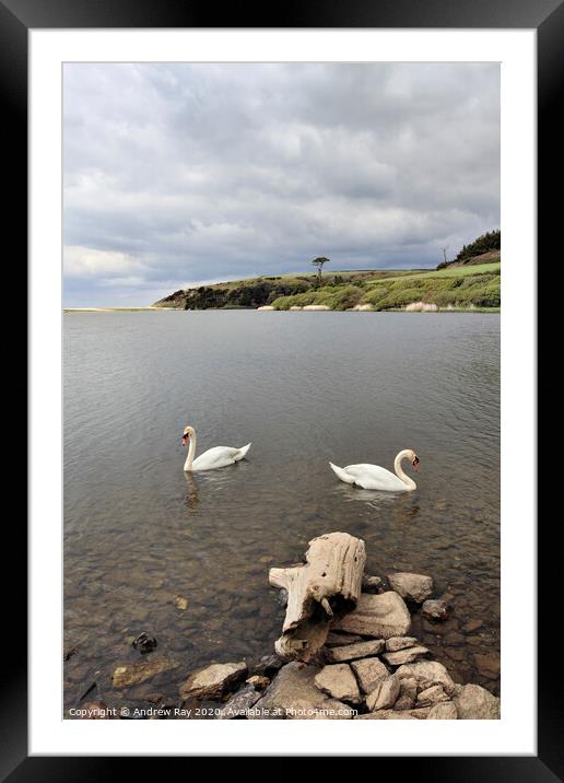 Swans on Loe Pool Framed Mounted Print by Andrew Ray