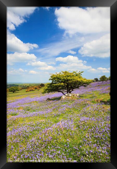 Bluebells on Dartmoor  Framed Print by Andrew Ray