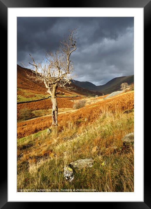 Lone tree (Troutbeck) Framed Mounted Print by Andrew Ray