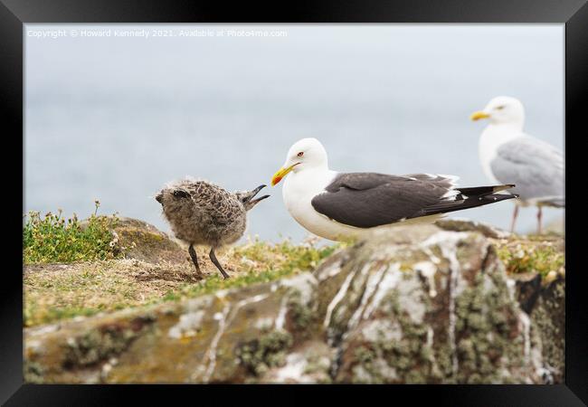 Lesser Black-Backed Gull with chick Framed Print by Howard Kennedy