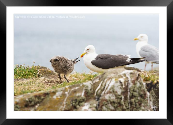 Lesser Black-Backed Gull with chick Framed Mounted Print by Howard Kennedy