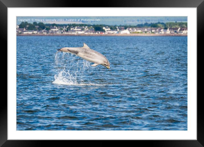 Bottlenose Dolphin (Tursiops truncatus) breaching in the Cromarty Firth Framed Mounted Print by Howard Kennedy