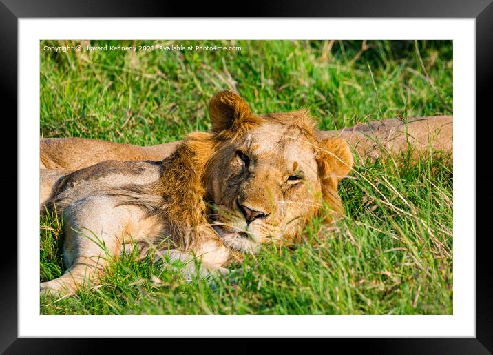 Male Lions in Masai Mara Framed Mounted Print by Howard Kennedy