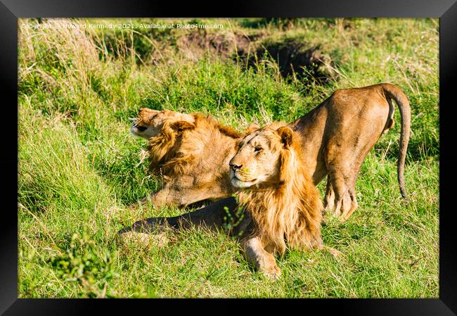 Male Lions in Masai Mara Framed Print by Howard Kennedy