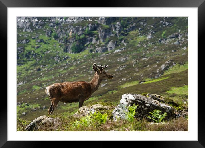 Young Red Deer Stag in velvet Framed Mounted Print by Howard Kennedy