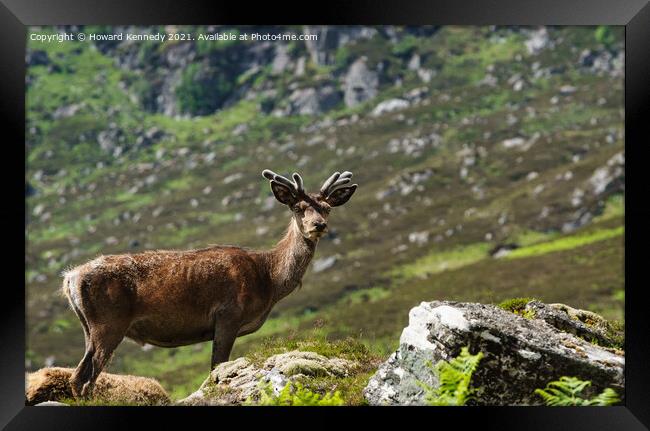 Young Red Deer Stag in velvet Framed Print by Howard Kennedy