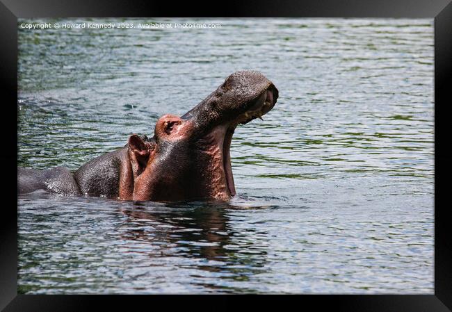 Hippo at Mzima Springs Framed Print by Howard Kennedy