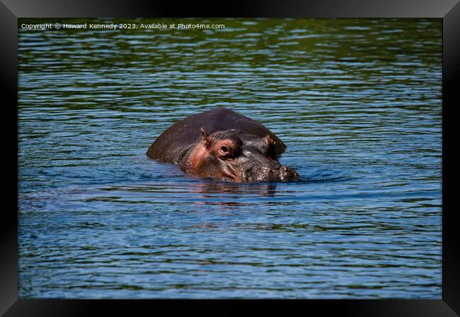 Hippo in Mzima Springs Framed Print by Howard Kennedy
