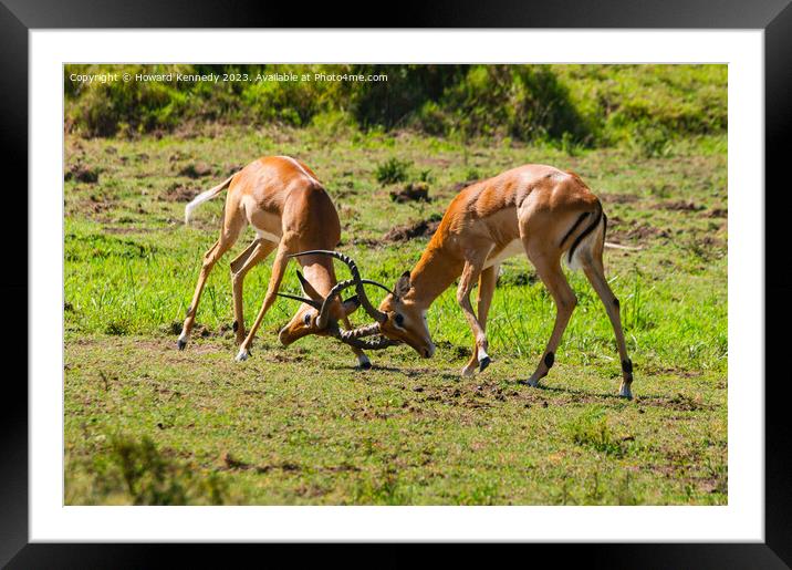 Male Impala fighting Framed Mounted Print by Howard Kennedy