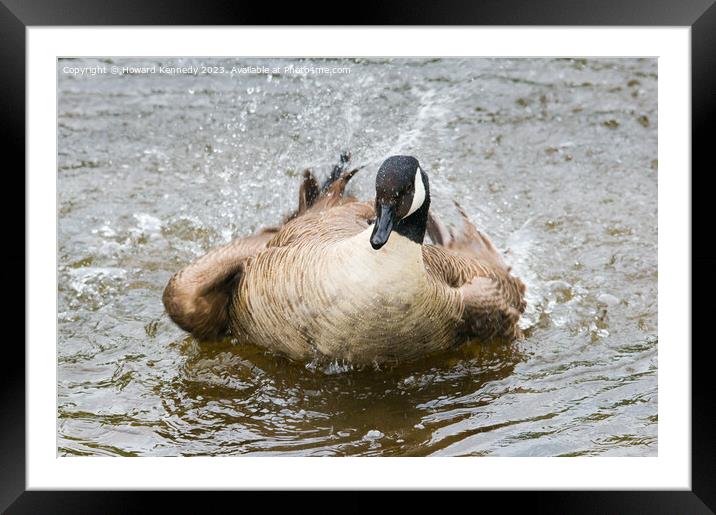 Canada Goose bathing Framed Mounted Print by Howard Kennedy