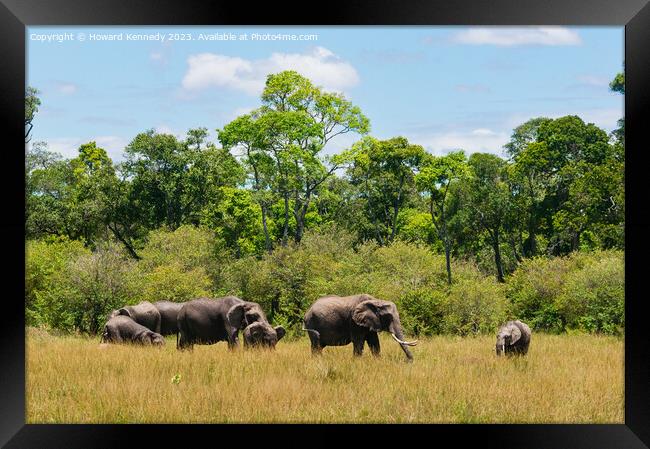 Elephant family browsing Framed Print by Howard Kennedy