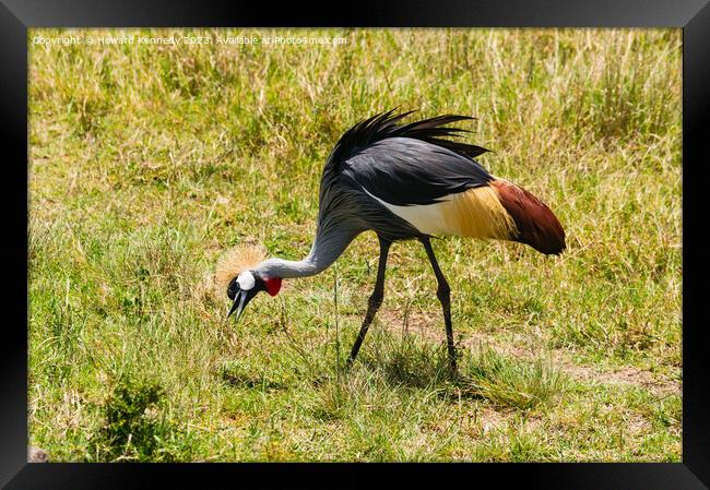 Grey-Crowned Crane Framed Print by Howard Kennedy