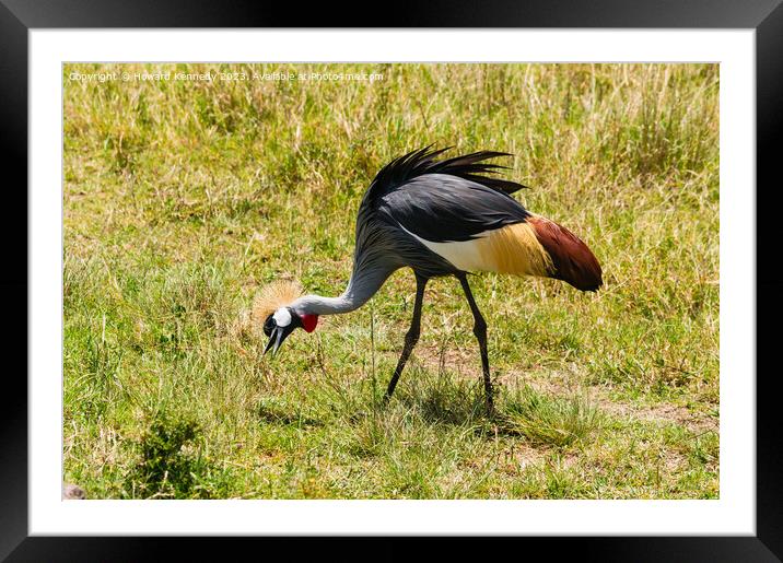 Grey-Crowned Crane Framed Mounted Print by Howard Kennedy