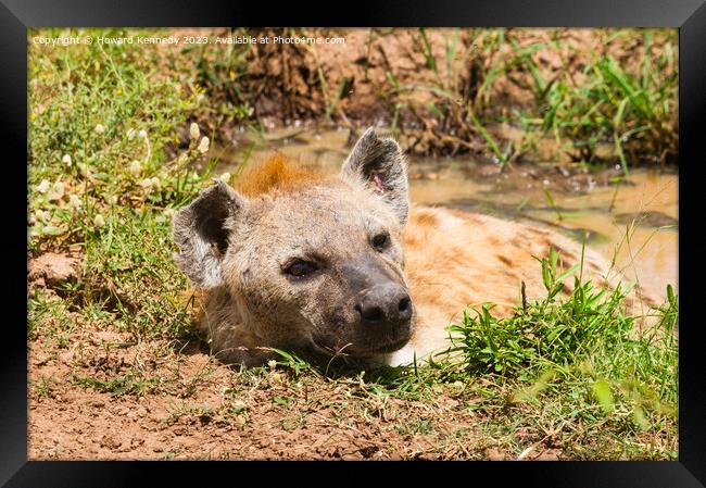 Spotted Hyena basking in a muddy pool Framed Print by Howard Kennedy
