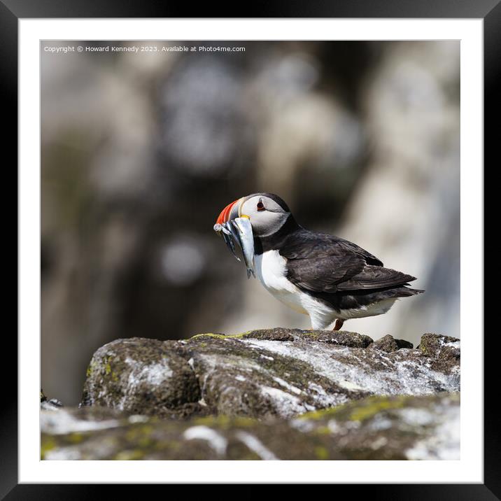 Puffin with Sandeels catch Framed Mounted Print by Howard Kennedy