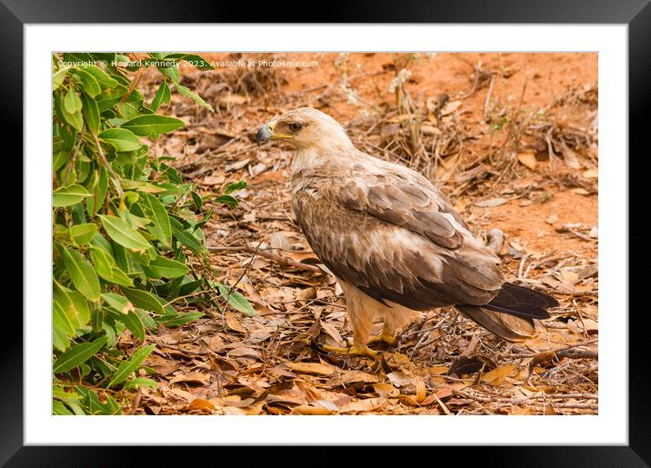 Tawny Eagle Framed Mounted Print by Howard Kennedy