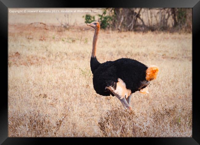 Somali Ostrich Male Framed Print by Howard Kennedy