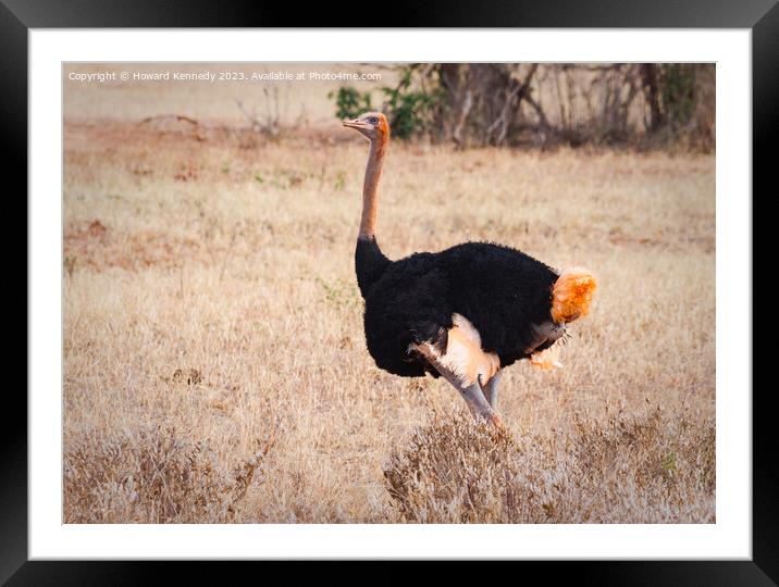 Somali Ostrich Male Framed Mounted Print by Howard Kennedy