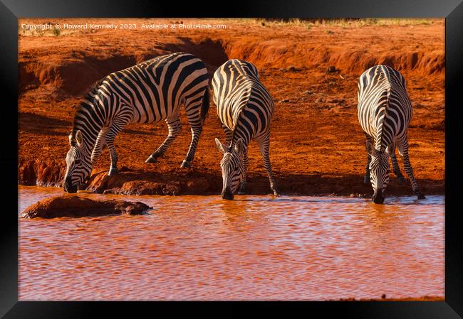 Burchell's Zebra Framed Print by Howard Kennedy