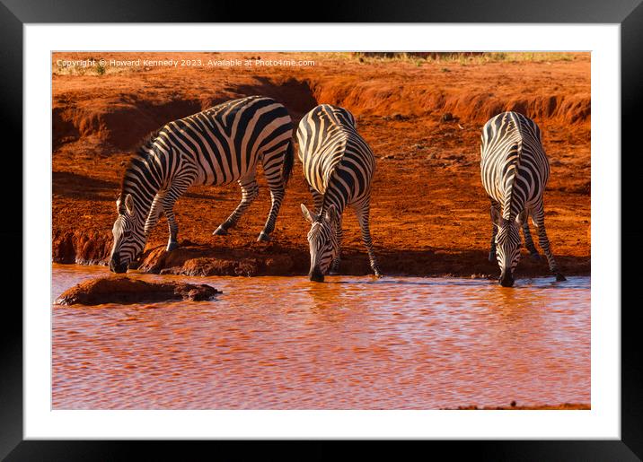 Burchell's Zebra Framed Mounted Print by Howard Kennedy