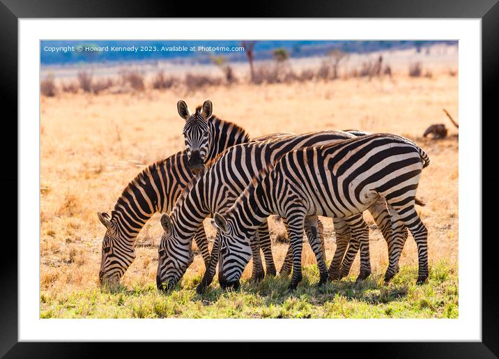 Burchell's Zebra Framed Mounted Print by Howard Kennedy
