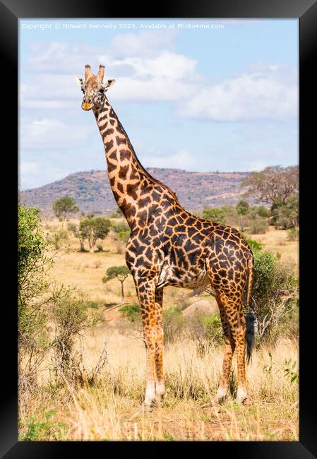 Masai Giraffe Bull Framed Print by Howard Kennedy