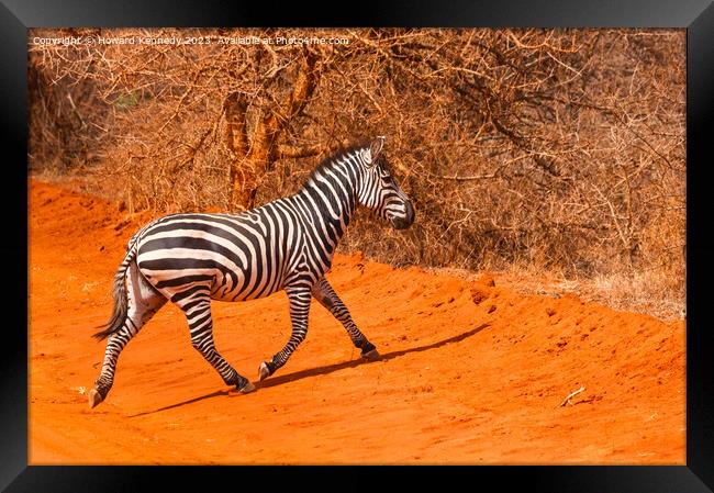 Burchells Zebra stallion trotting Framed Print by Howard Kennedy