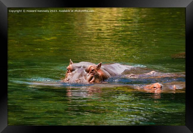 Hippos in Mzima Springs Framed Print by Howard Kennedy