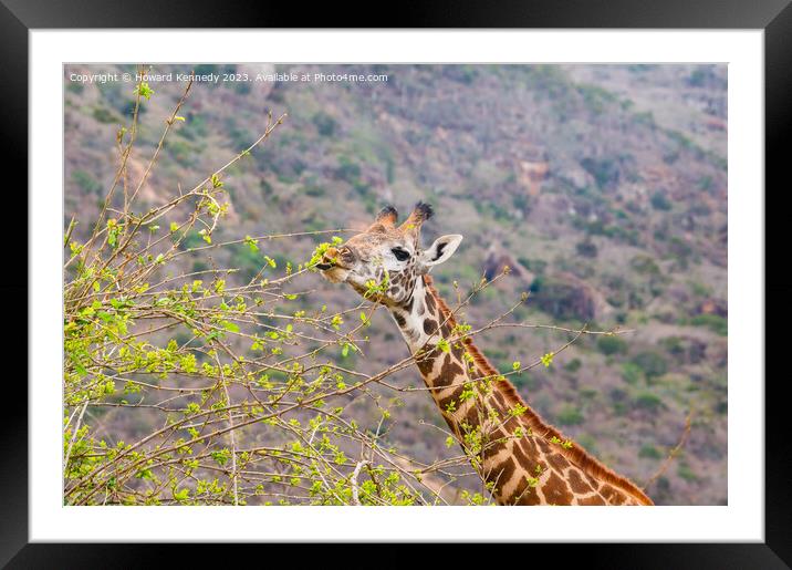 Giraffe showing blue tongue Framed Mounted Print by Howard Kennedy