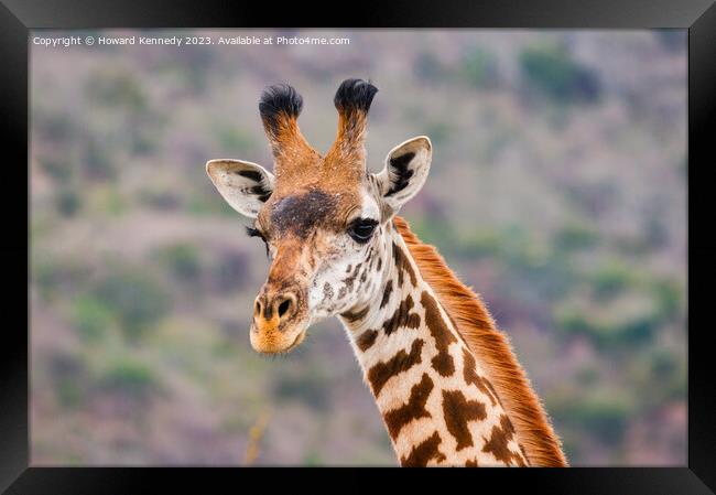 Masai Giraffe headshot Framed Print by Howard Kennedy