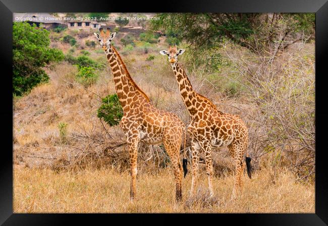 Masai Giraffe couple near Ngulia in Tsavo West Framed Print by Howard Kennedy