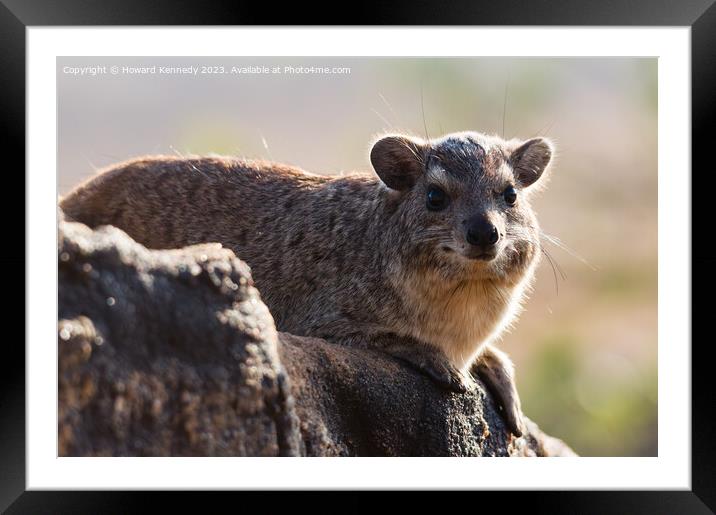 Rock Hyrax smiling for the camera Framed Mounted Print by Howard Kennedy
