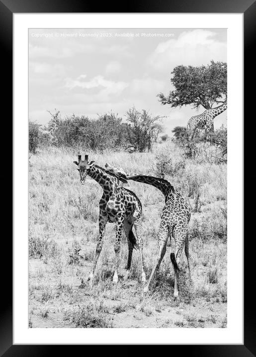 Sparring Masai Giraffe in black and white Framed Mounted Print by Howard Kennedy