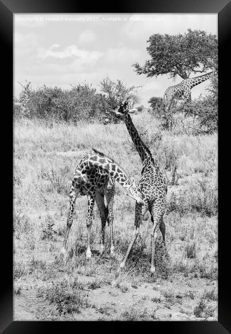 Sparring Masai Giraffe in black and white Framed Print by Howard Kennedy