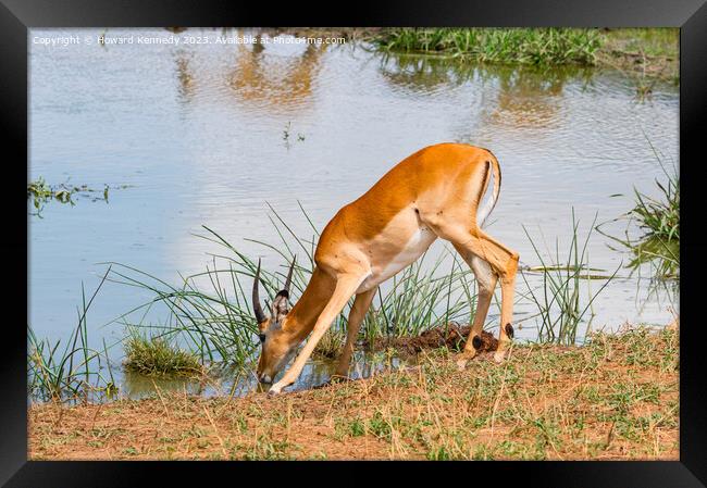 Young Impala bull drinking at a waterhole Framed Print by Howard Kennedy