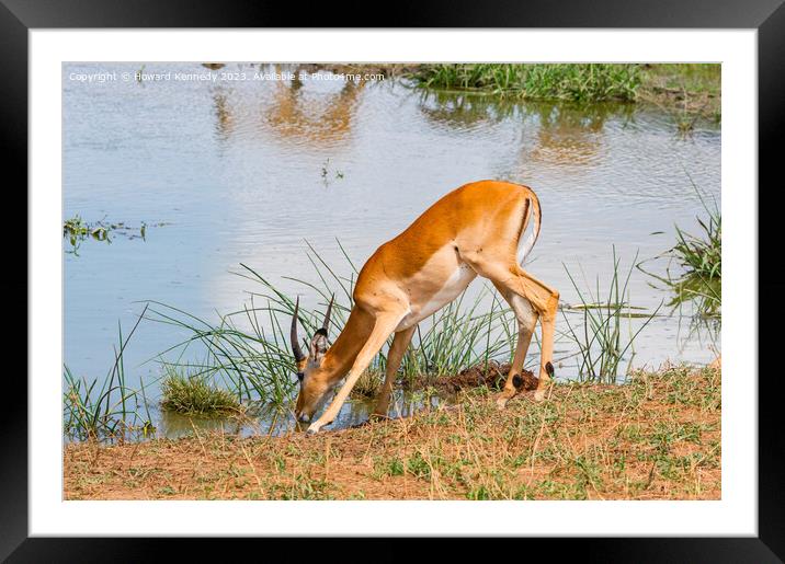 Young Impala bull drinking at a waterhole Framed Mounted Print by Howard Kennedy