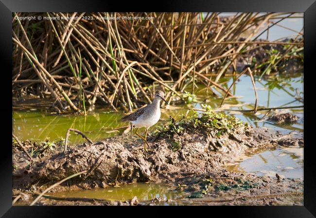 Wood Sandpiper Framed Print by Howard Kennedy