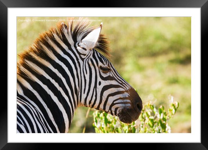Zebra head close-up Framed Mounted Print by Howard Kennedy