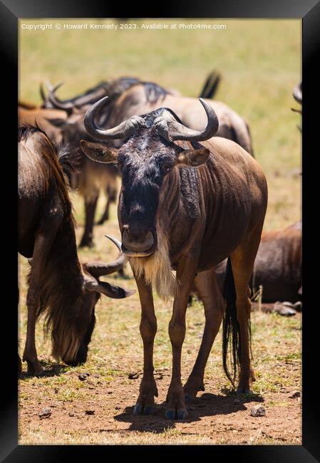 Wildebeest (Gnu) Framed Print by Howard Kennedy