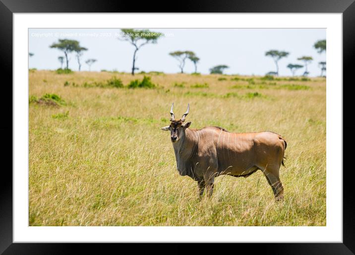 Eland in the Masai Mara Framed Mounted Print by Howard Kennedy