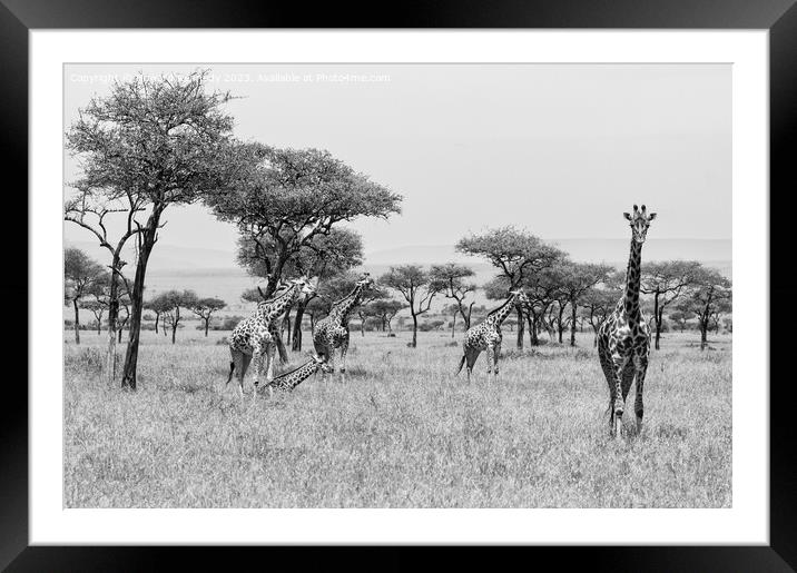 Tower of Giraffe in the Mara Triangle in black and white Framed Mounted Print by Howard Kennedy