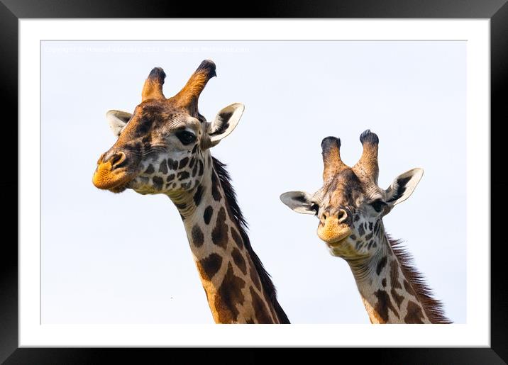 Close-up of Masai Giraffe pair Framed Mounted Print by Howard Kennedy