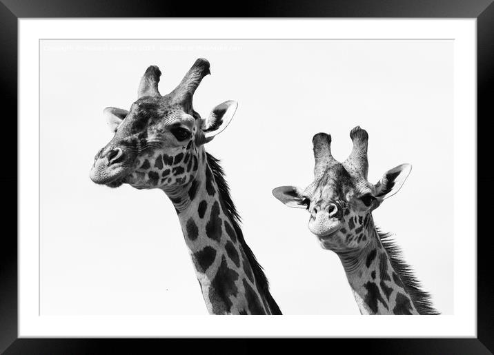 Close-up of Masai Giraffe pair in black and white Framed Mounted Print by Howard Kennedy
