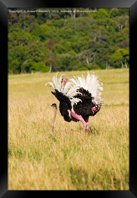 Mating behaviour of Masai Ostrich Framed Print by Howard Kennedy