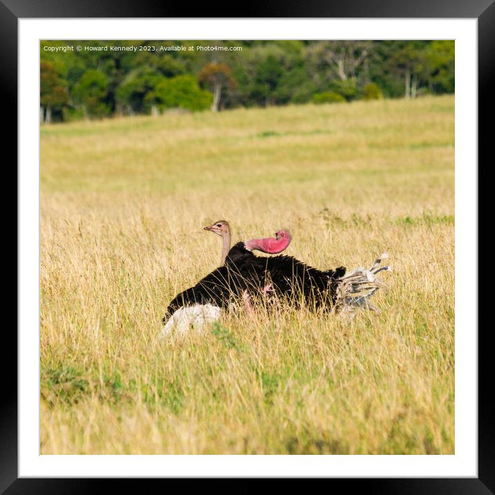 Mating behaviour of Masai Ostrich Framed Mounted Print by Howard Kennedy