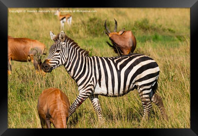 Injured Zebra stallion Framed Print by Howard Kennedy